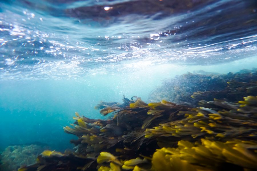 Uncovering the Virtues of Seaweed